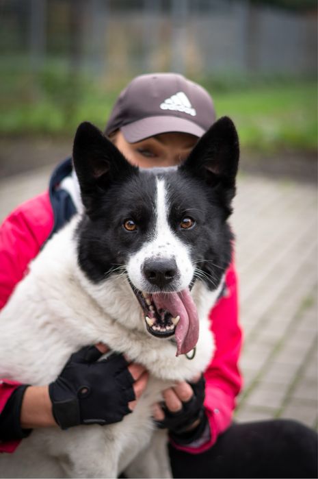 Pies o nietuzinkowej urodzie: mix Husky i Border Collie w schronisku.