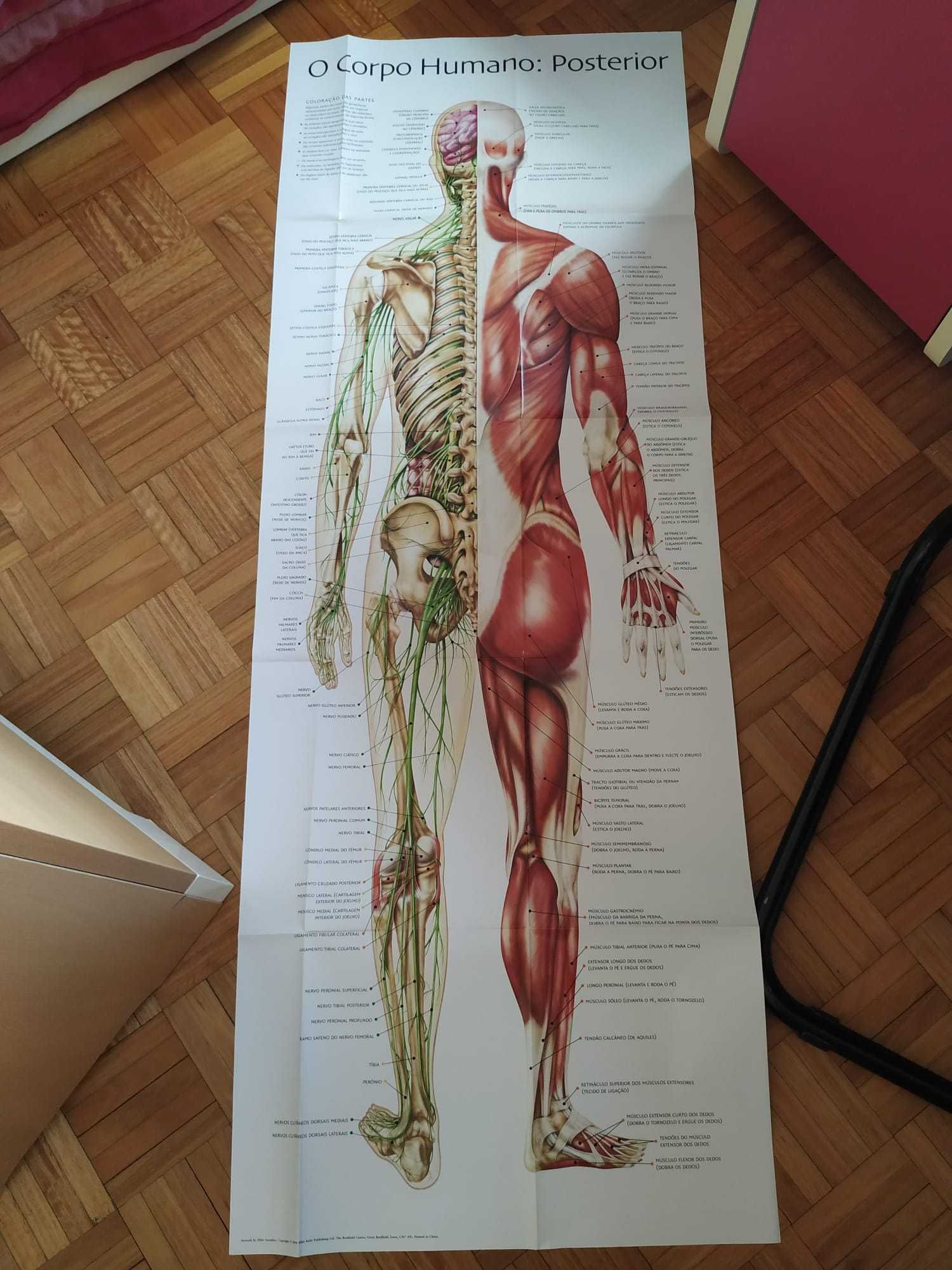 Livro "O Corpo Humano" - c/ posters e acetatos