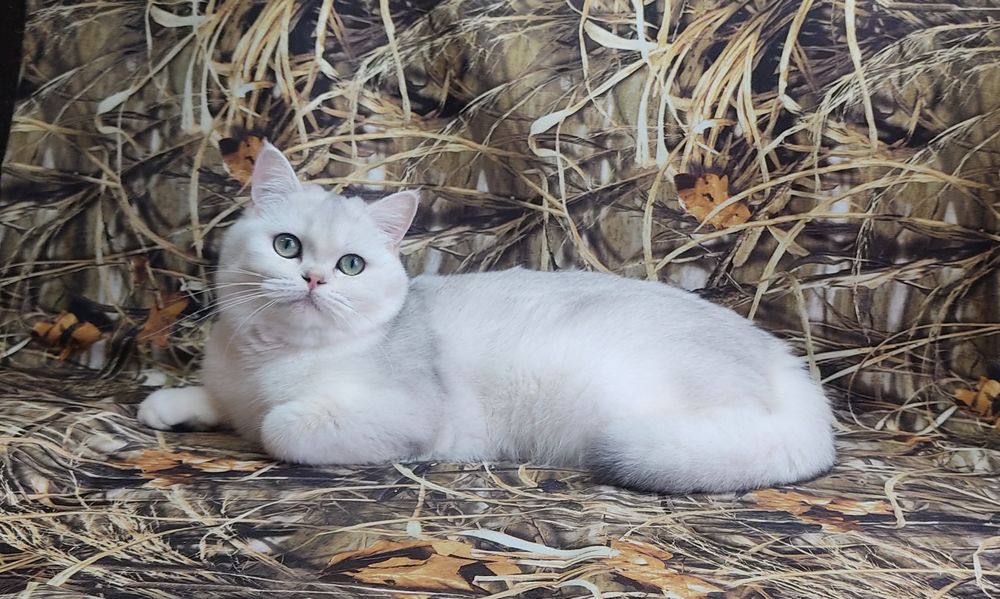 Котики срібна шиншилла