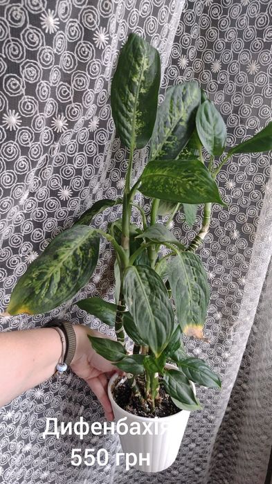 Продаю свої рослини