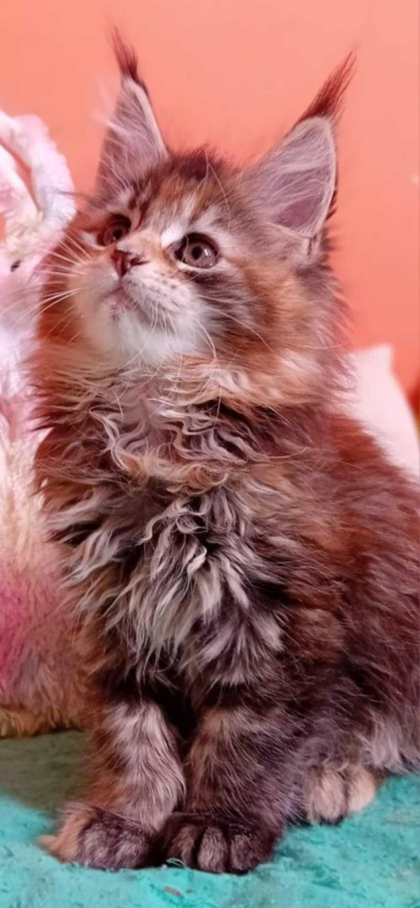 Zarezerwowana / kolorowa koteczka Maine Coon z w opcji do hodowli