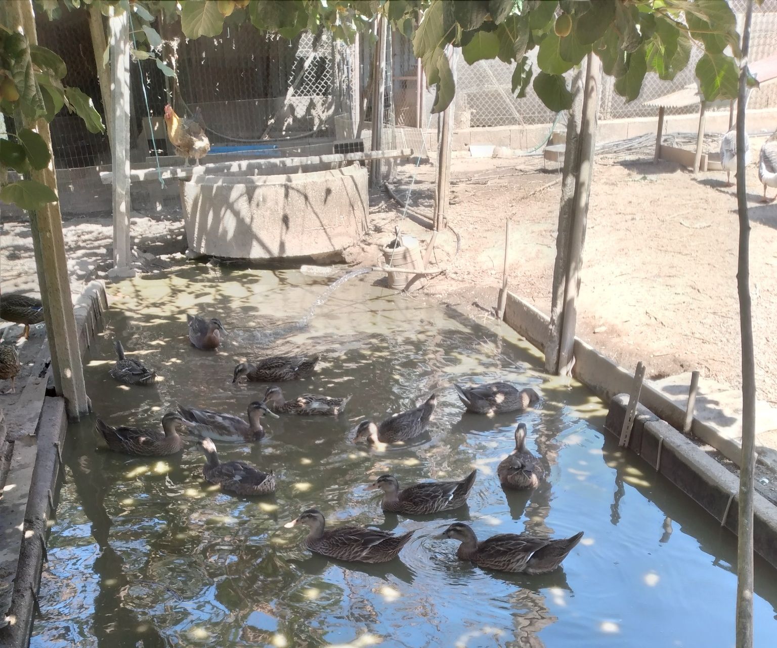 Patos Real - 5 para venda