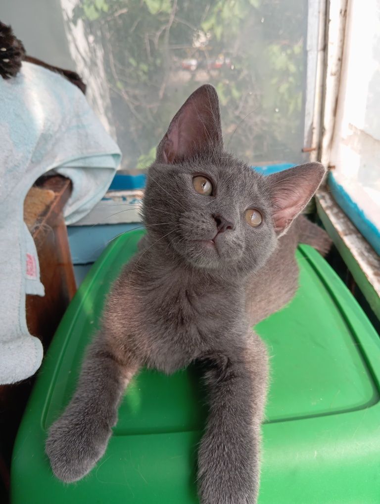Котёнок девочка 2.5 месяца