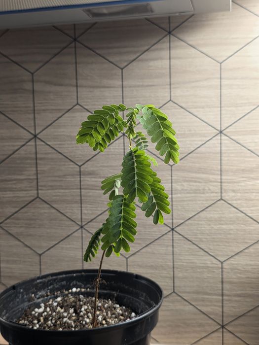 Sadzonka tamaryndowca