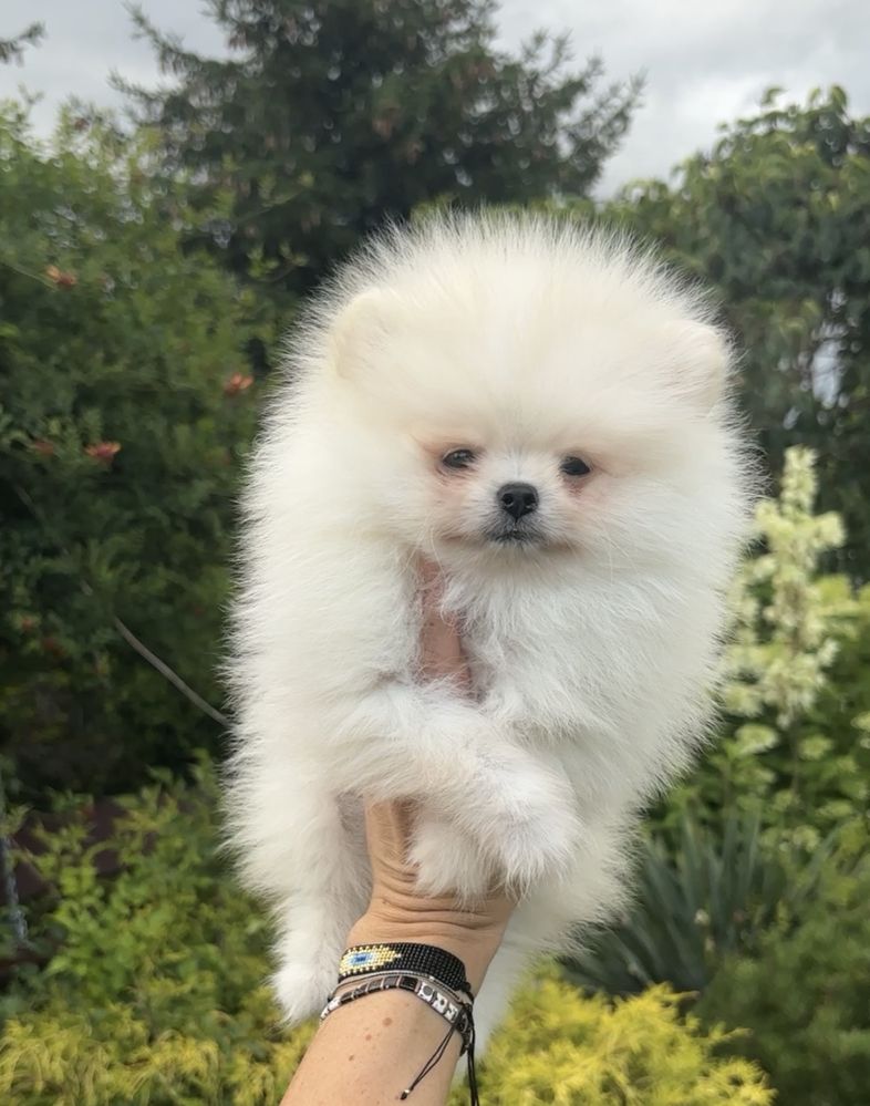 Szpic miniaturowy pomeranian bialy kremowy