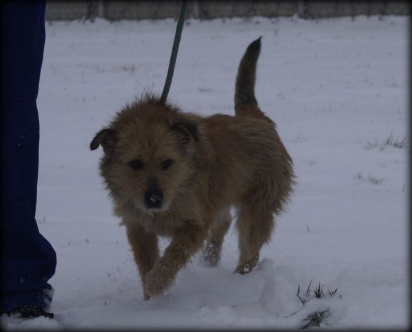 Lesiu - spokojny psiak szuka nowego domku :)