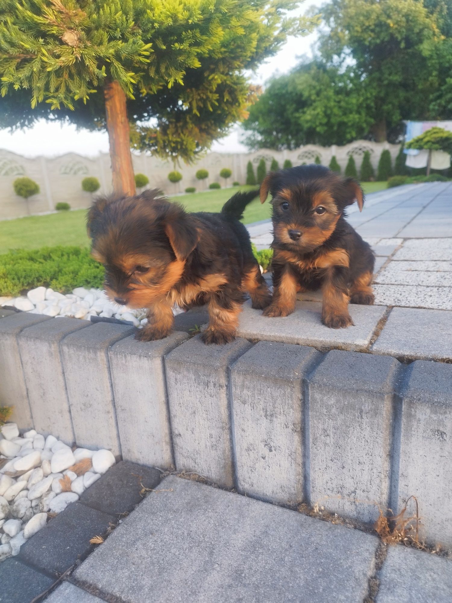 Yorkshire terrier