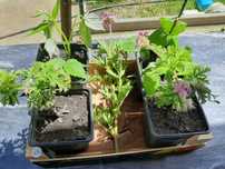 Planta Citronella.
