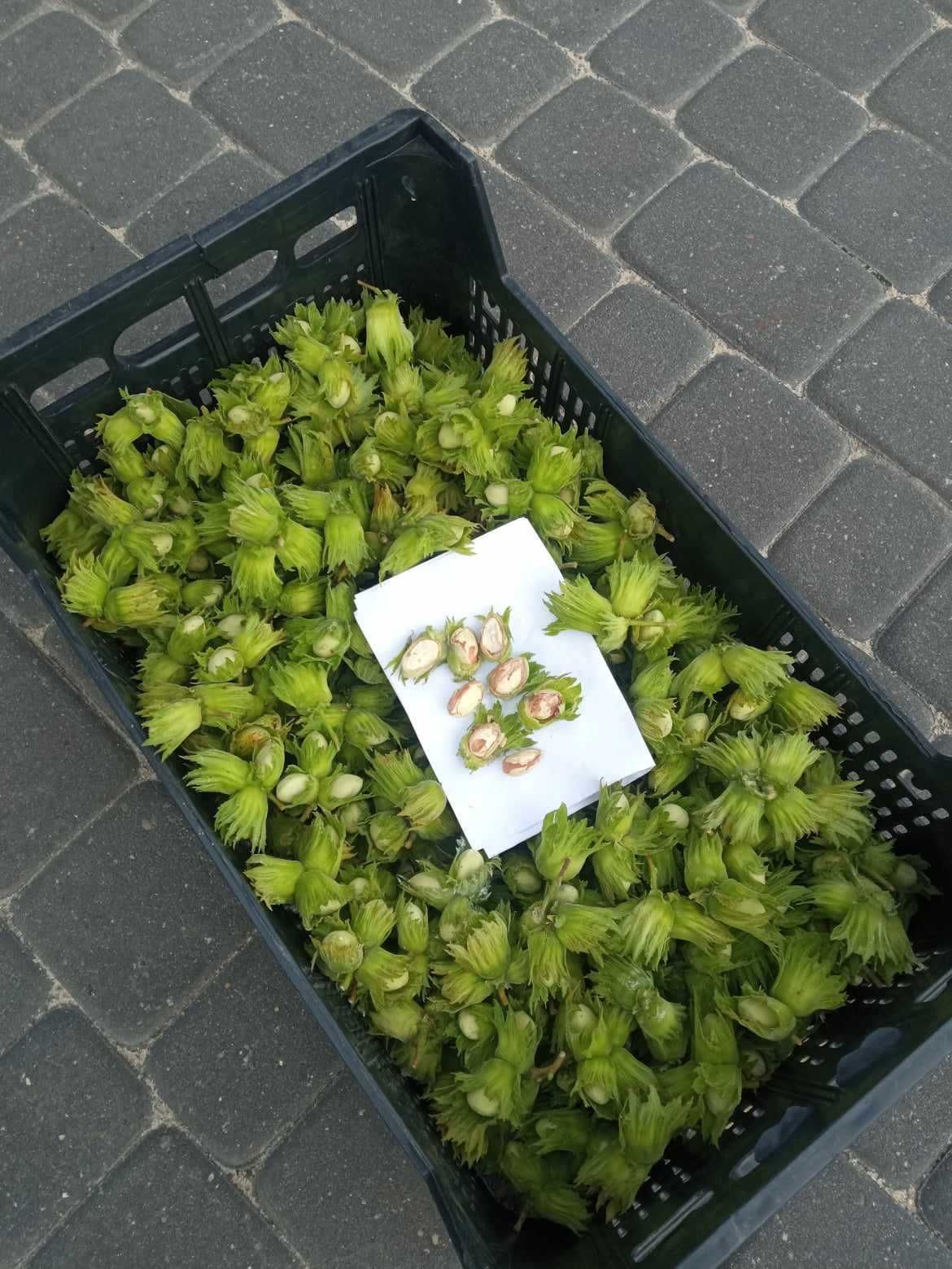 Orzechy Laskowe Podłużne 4kg Na Zielono ! Świeże ! Szybka Wysyłka