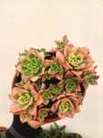 Suculenta Aeonium