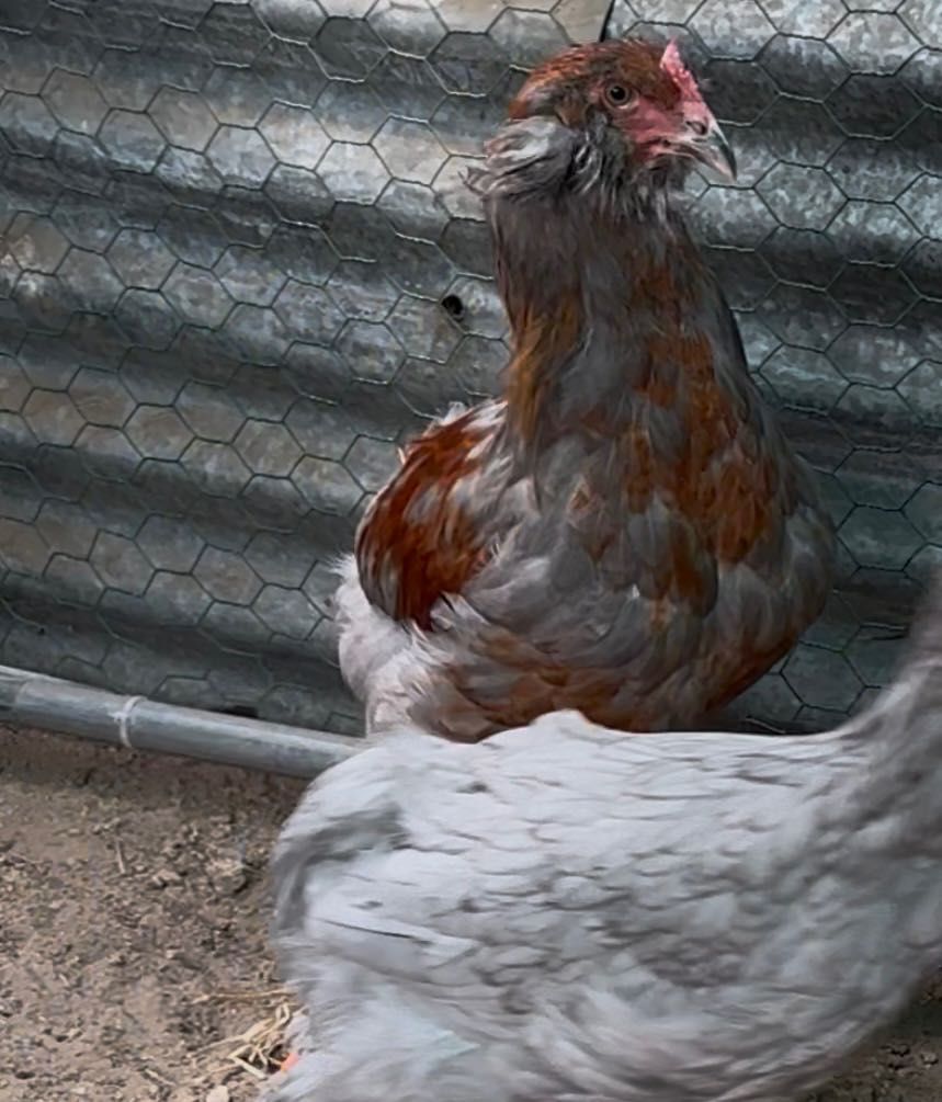 Macho Olive egger com aretes