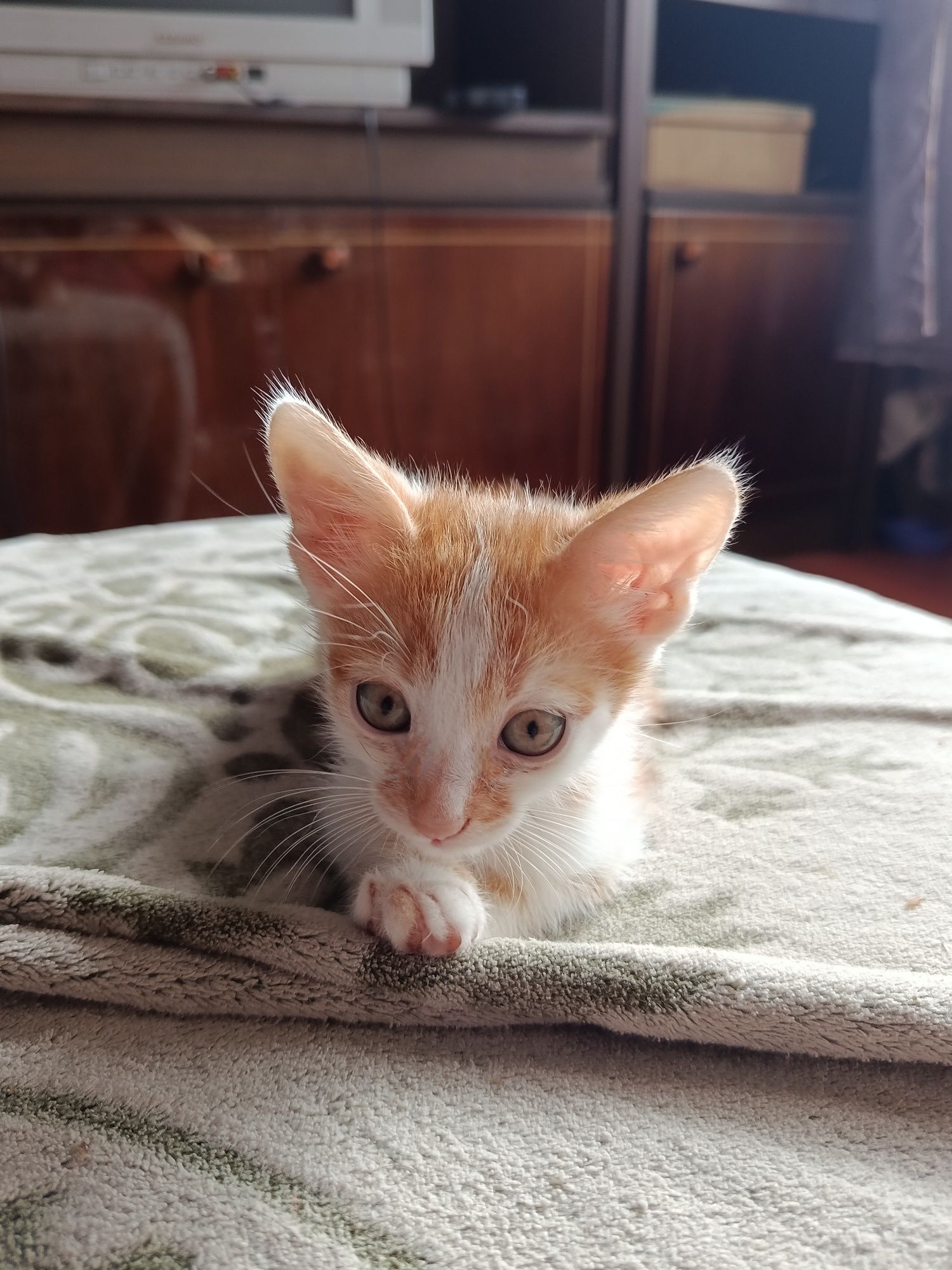 Віддаю котиків, зупинка Ювілейна