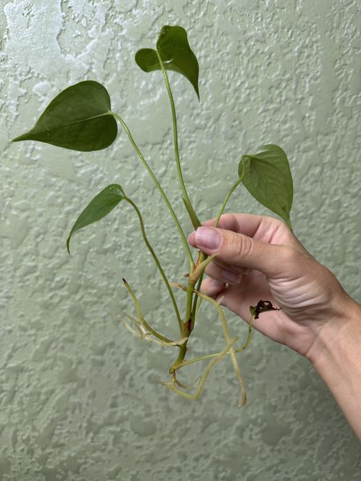 Антуріум колорадо, лівіум, каваллі, блек паріж, хот ліпс