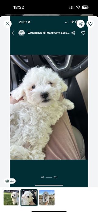 Продам мальтипу f1’