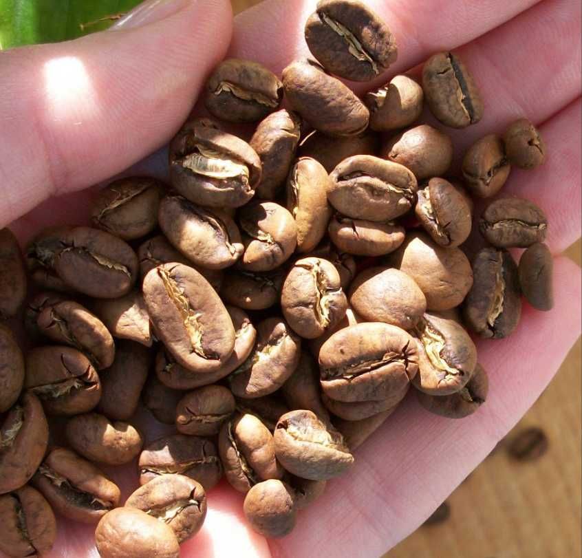 СВЕЖАЙШИЙ Кофе в зернах от Премиум до Классики! кава КРАЩА ЦІНА!