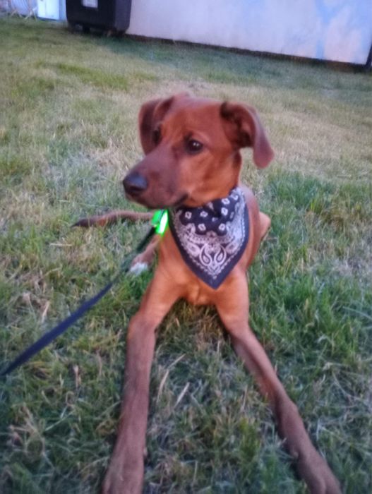 Witam oddam pieska w dobre rece