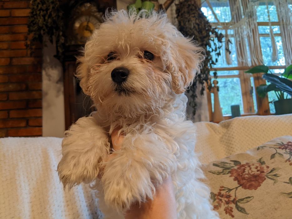 Chłopczyk Maltipoo F1