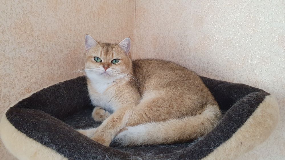 Розплідник Luxio Family пропонує кошенят золотої шиншили британської