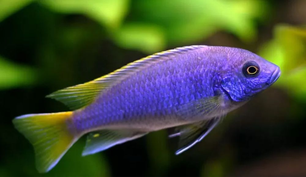 Pseudotropheus sp. acei – Pyszczak złotopłetwy