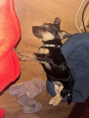 Doli mały szczeniak do adopcji