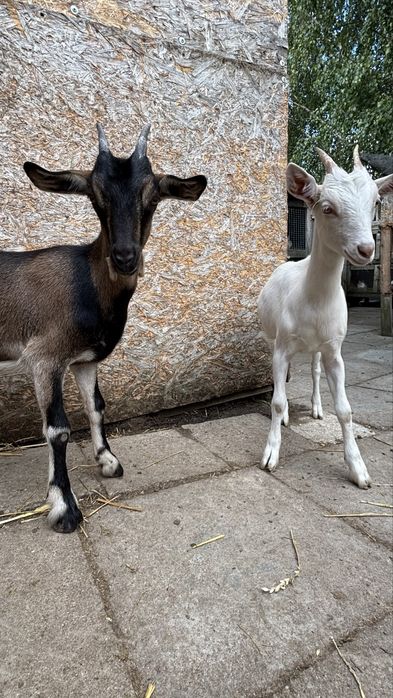 sprzedam dwie kózki