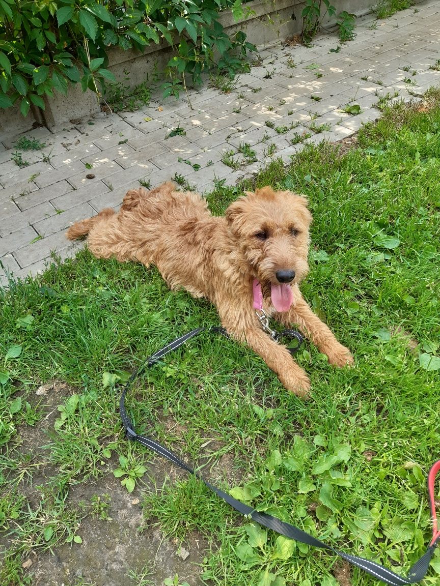 Śliczny młody piesek w typie teriera Toffi do adopcji ze schroniska.