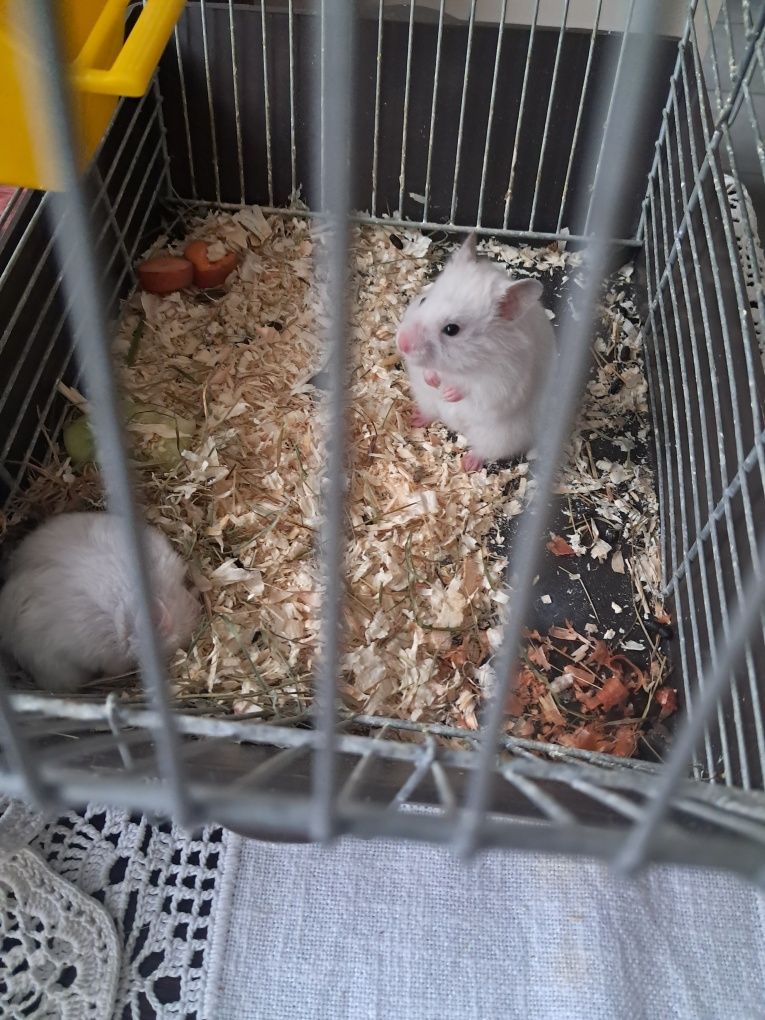 Chomik syryjski samiec i samiczka
