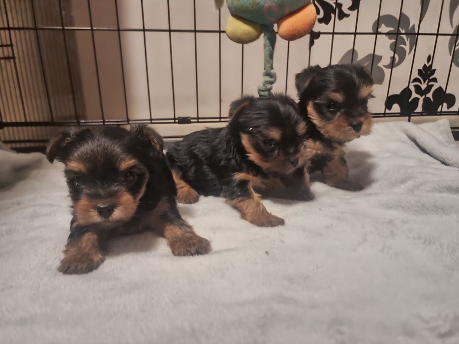 ZAREZERWOWANE Yorkshire Terrier szczeniaczki