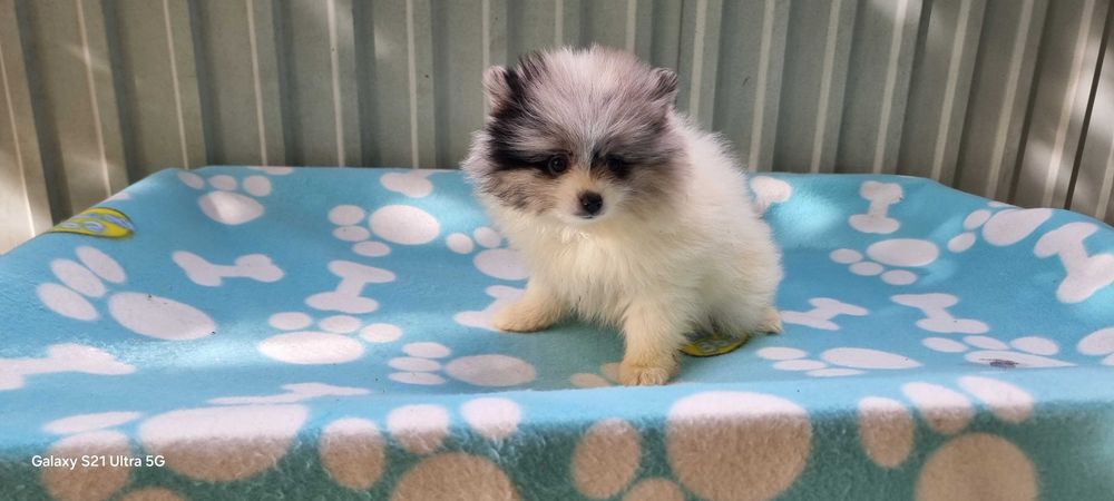 Fêmea Spitz Alemão Anão