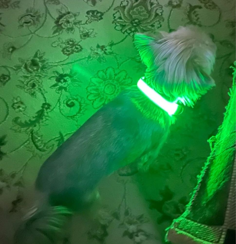 Светящиеся ошейник для собак