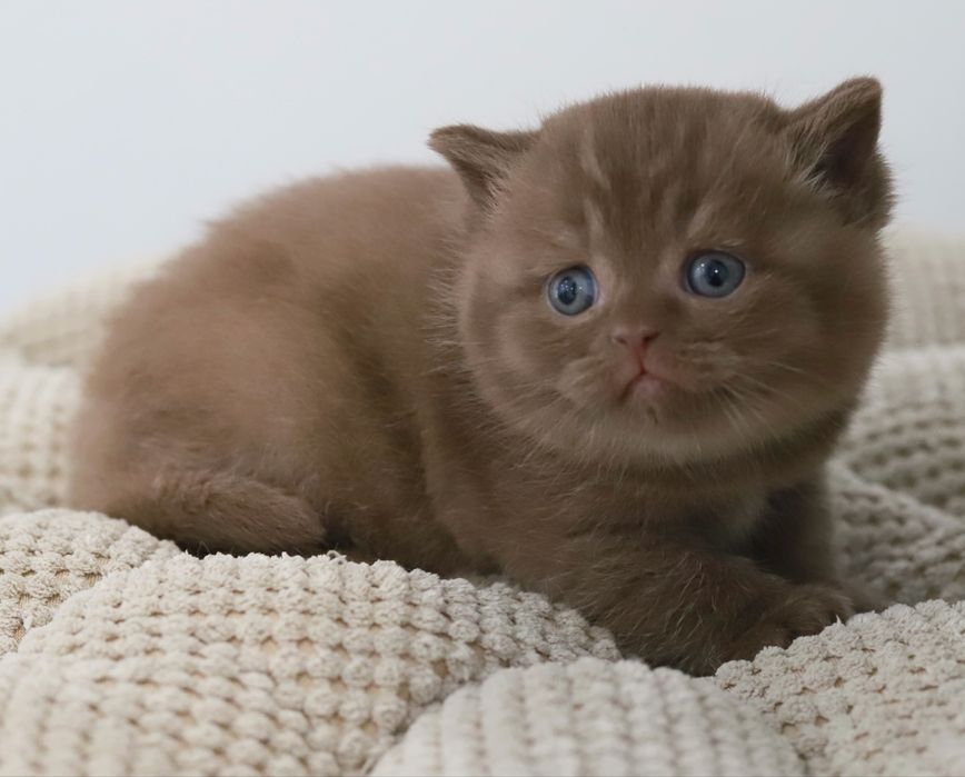 Macho British  Shorthair Chocolate