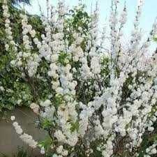 Саджанці декоративних рослин.  Сакура,  декоративний квітучий мигдаль