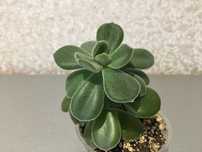 Суккулент эхеверия Pilosa