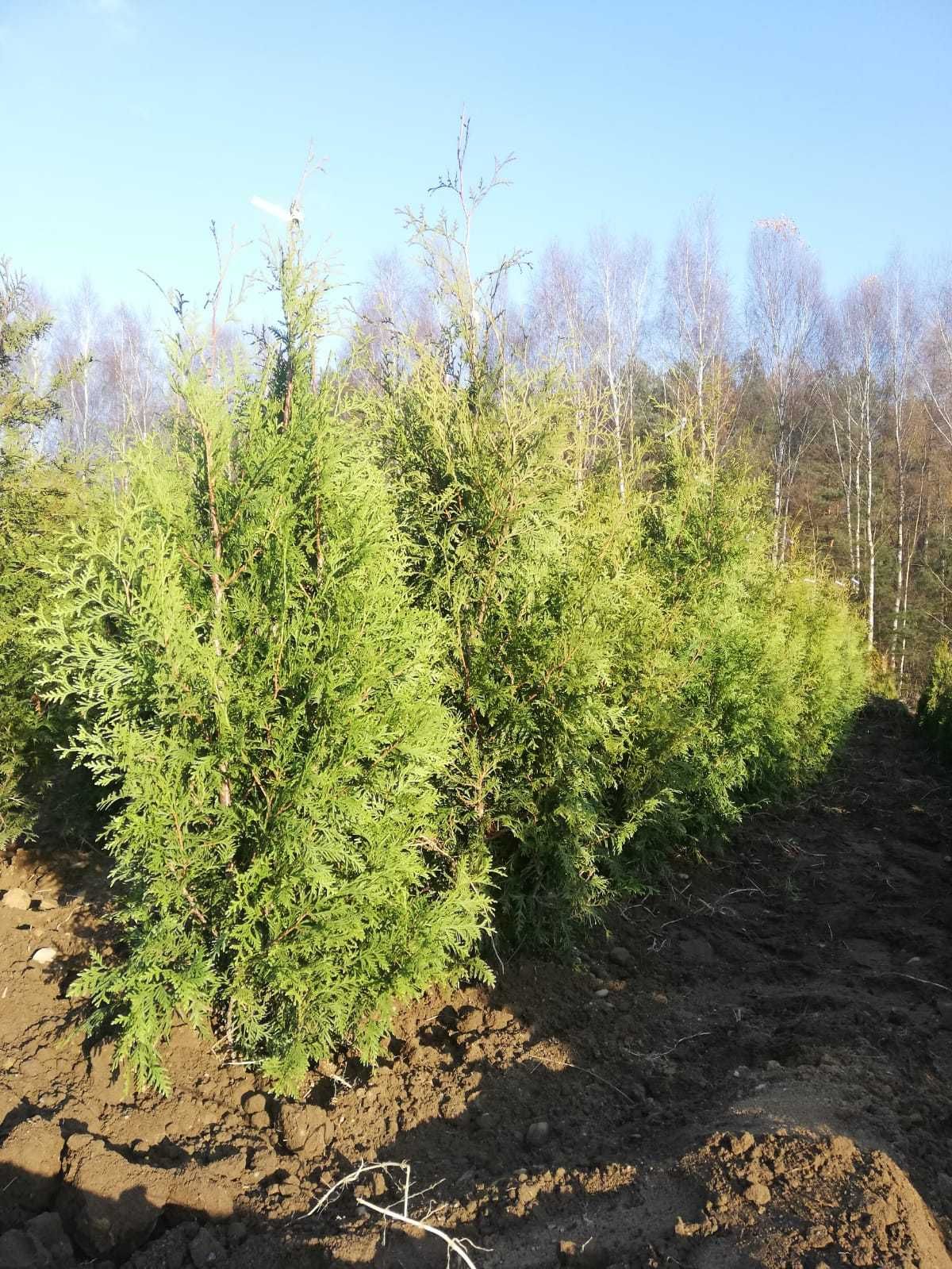 Tuja brabant 250-270 cm Balot Wysył gratis Thuja 270 cm Szczecin