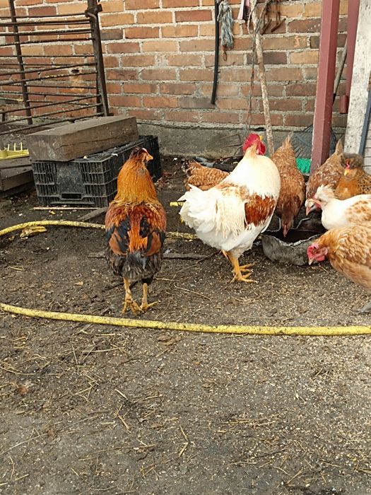 Koguty ozdobne czubatki