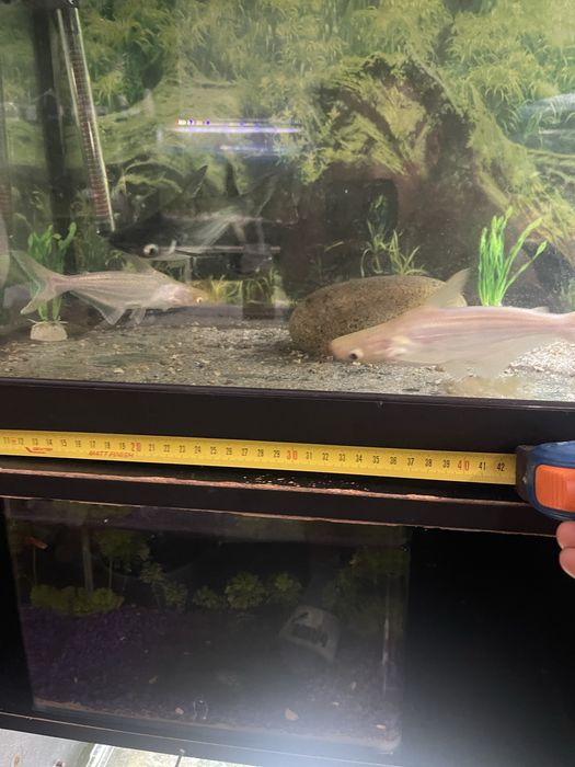 4 pangasius 2 albino 2 azuis