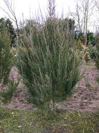 Ялівець Скайрокет, Juniperus Skyrocket