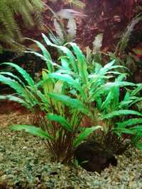 Продам!!! аквариумные растения криптокорина