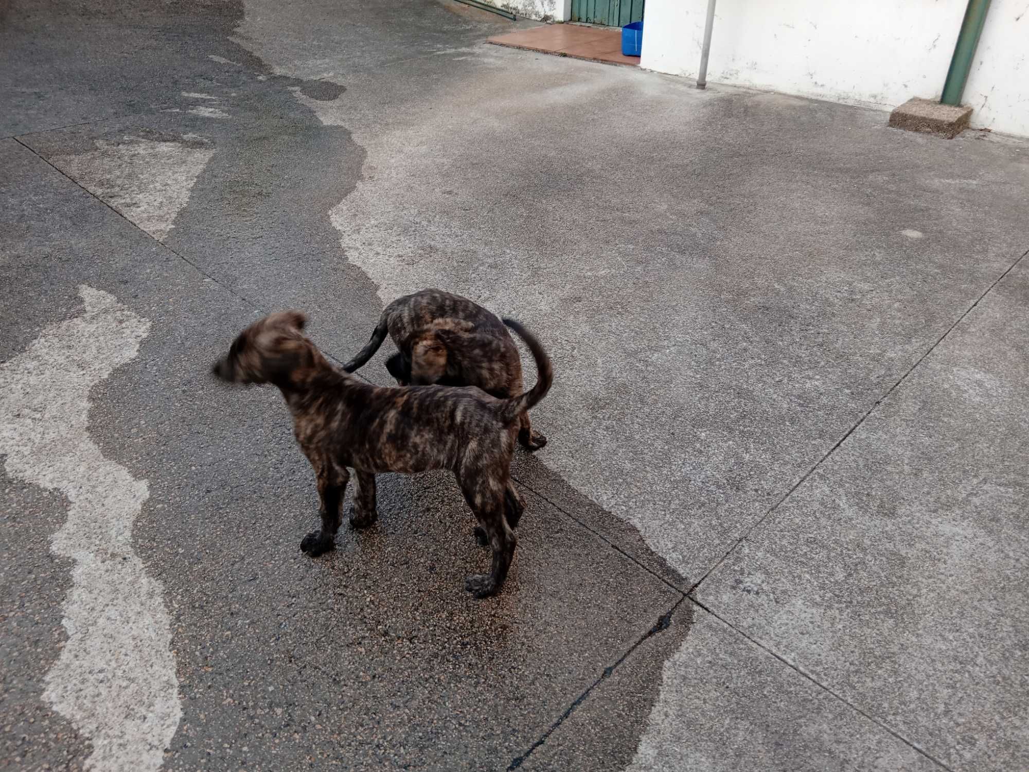 Cachorros castro laboreiro