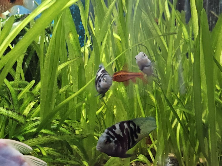 Pielegnica papuzia blue tiger młode.