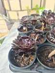 Suculenta Aeonium