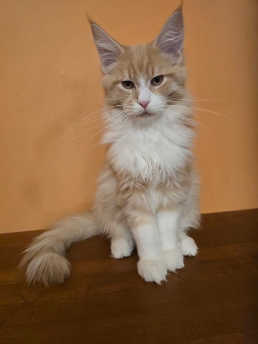 Kocurek kremowy z białym rasy Maine Coon