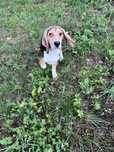 Beagle suczka gotowa do odbioru
