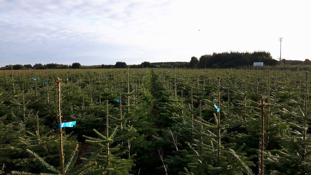 Jodła Kaukaska – Prosto z Plantacji, Najlepsze Ceny!