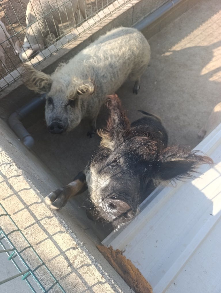 Porca Magalitsa (Porco Ovelha)