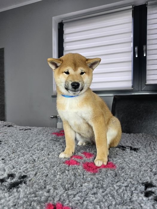 Shiba inu szczenię ZKWP FCI doskonały rodowód