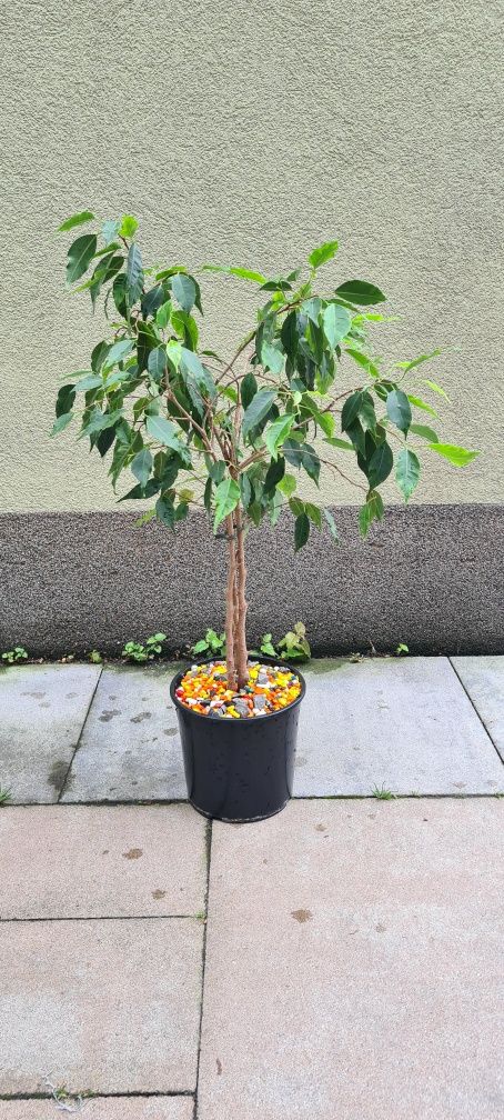 Figowiec Benjamina