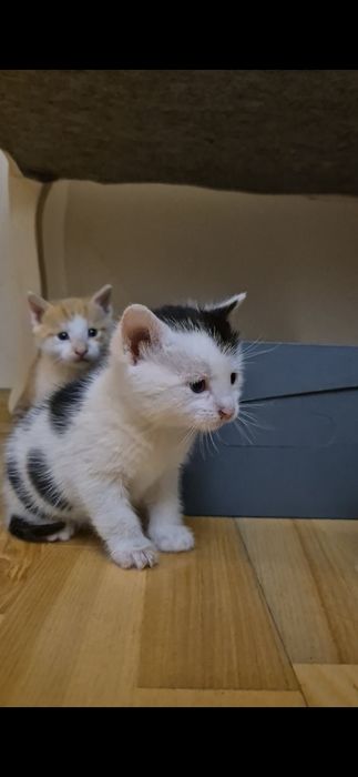 Kocięta do adopcji