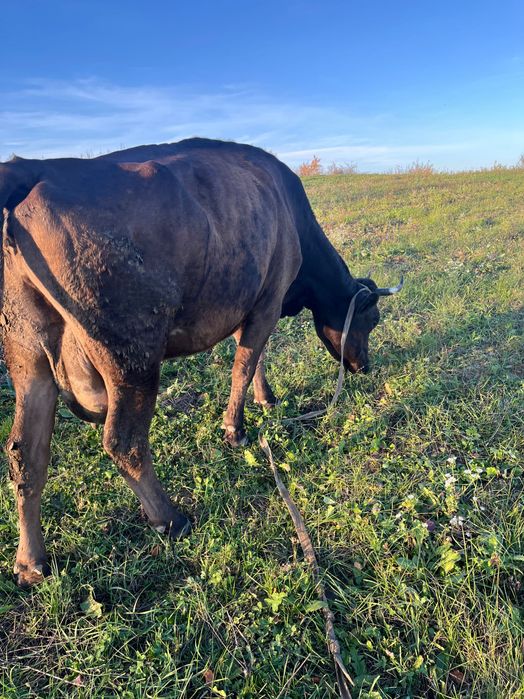 Продам корову 5 років