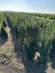 Cis hicksi  taxus